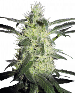 Silver Haze feminisiert Sensi Seeds