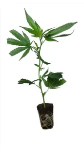Super Lemon Haze - Green House S...