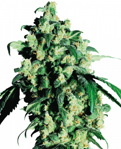 Super Skunk feminisiert Sensi Seeds